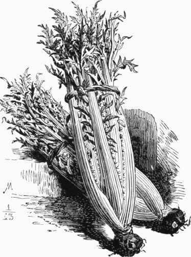 Prickly Tours Cardoon.