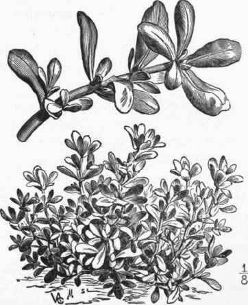 Purslane (Portulaca oleracea).