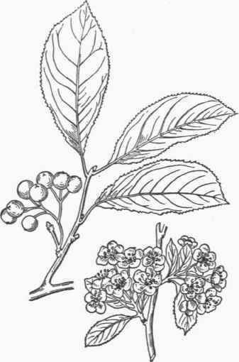 Pyrus arbutifolia. (2/3).