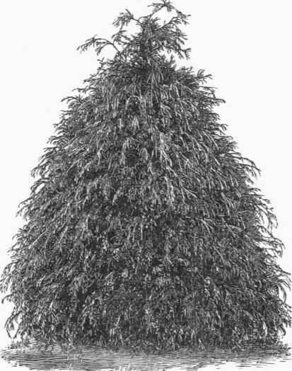 Retinospora filifera.