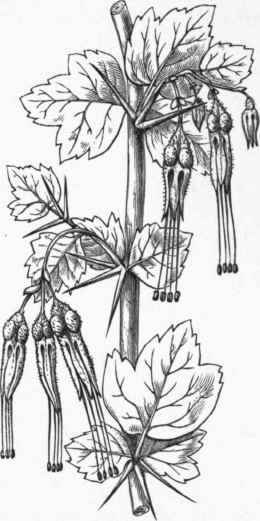 Ribes speciosum.