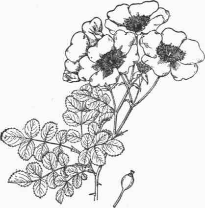 Rosa Wichuraiana. (1/2).