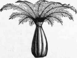 Seed of the Globe Artichoke (Cynara Scolymus).