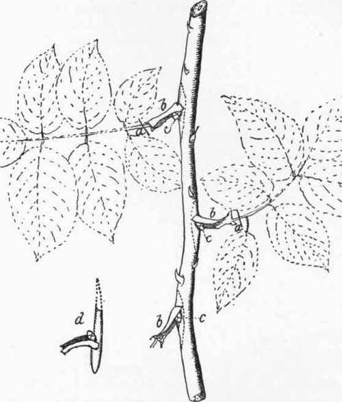 Showing how Rosebuds are detached at the Dotted Lines shown on the Inverted Shoot.