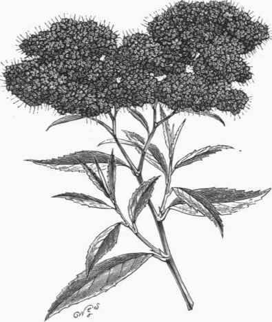 Spiraea japonica A. Waterer.