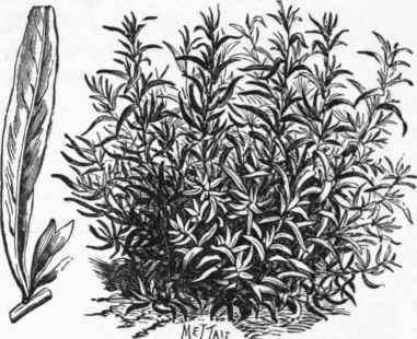 Tarragon (Artemisia Dracunculus).