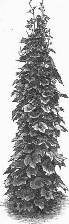 Vitis Coignetioe.