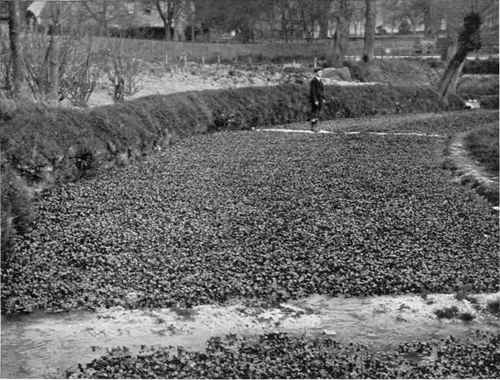WATERCRESS BEDS IN BERKSHIRE.