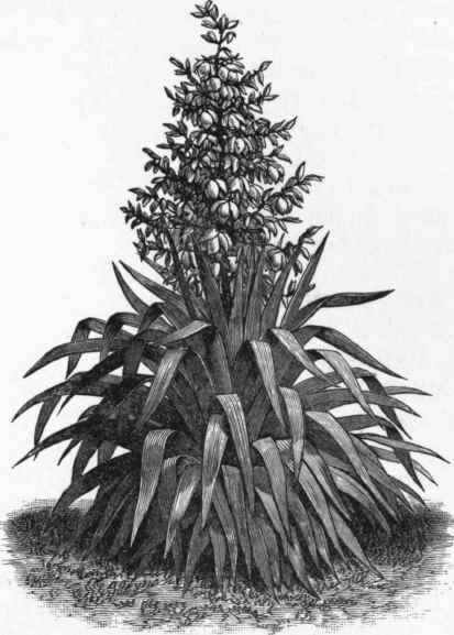 Yucca recurvifolia.
