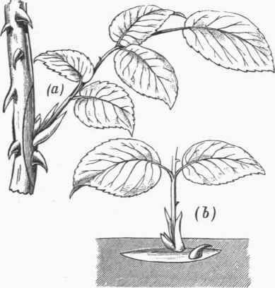 a, Rosebud selected for Propagation, b, Mode of planting the Bud.