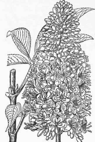 aesculus californica. (3/8).