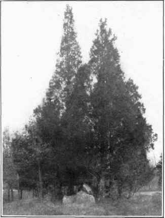 Group of Cedars