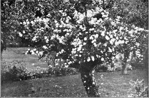 White Rambler on an Apple Tree.