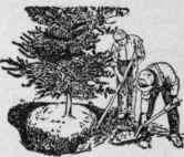 1453 Digging up an evergreen.