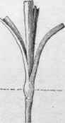 A carnation cutting.