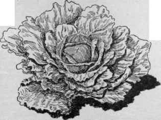 A modern cabbage plant in head Early Flat Dutch