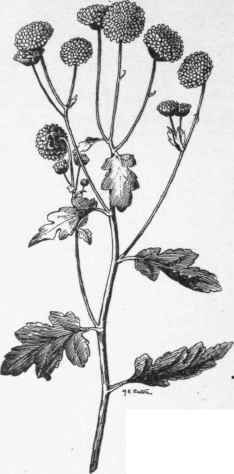 A pompon chrysanthemum. (X 1/3)