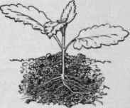 A rooted verbena cutting.