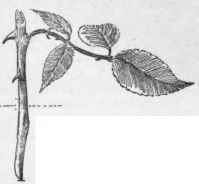 A rose cutting.