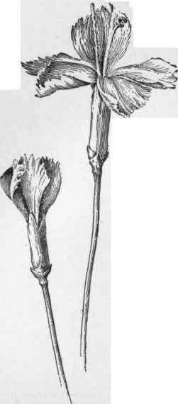 A single flowered Grenadin carnation. (X 2/3)