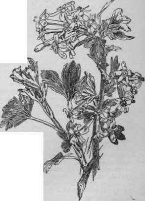 Buffalo currant. R. aureum ( X 1/2)