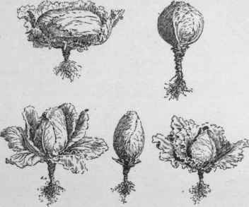 Cabbage shapes: Flat; round or ball; egg shaped; oval; conical.