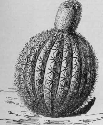 Cactus Melocactus. (X 1/5)