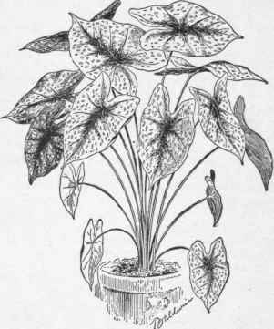 Caladium bicolor variety Chantinii. (No. 17).
