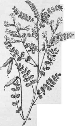 Calophaca wolgarica. (X 1/2