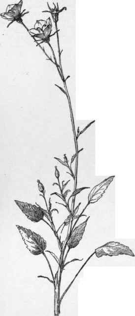 Campanula carpatica. (X 3/8)