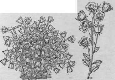 Campanula pulla. (Detail X 2/5)