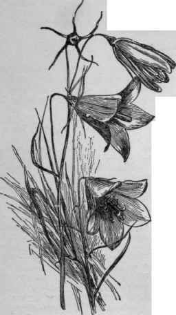Campanula rotundifolia. (X 1)