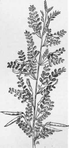 Caragana microphylla. (X 1/2)