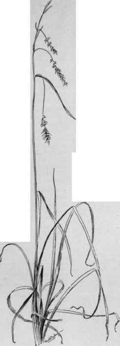 Carex (C. longirostris),with terminal staminate spikes and drooping pistillate spikes. ( X 1/3). N. Amer.