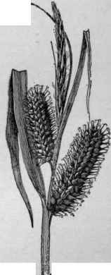 Carex (C. lurida), with staminate terminal spikes and trigonous achenes. (X 1/2) N. Amer.