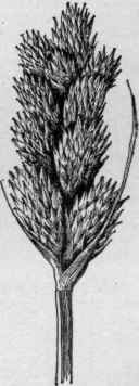 Carex (C. scoparia), with androgynous spikes and lenticular achenes. (X 1). N. Amer.