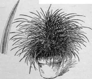 Carex Morrowii,