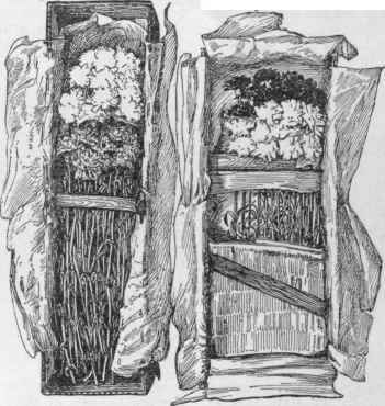 Carnations packed for shipment.