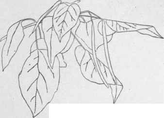 Catalpa speciosa in fruit. (X 1/6)