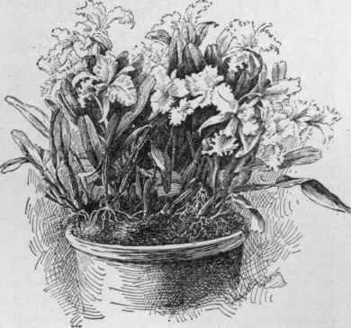 Cattleya Mendelii.