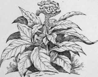 Celosia cristata.