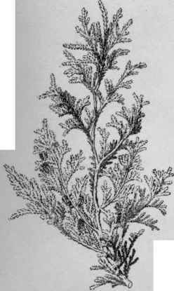 Chamaecyparis pisifera variety plumosa.
