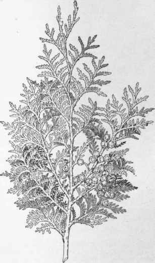 Chamaecyparis pisifera.