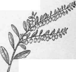 Chamaedaphne calyculata. (X 1/3)