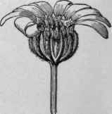 Charieis heterophylla. (XI)