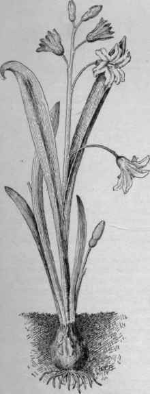 Chionodoxa Luciliae. (X 1/2)