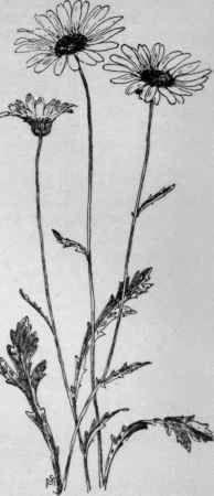 Chrysanthemum Leu canthemum. Ox eye daisy, or whiteweed. (X 1/2)