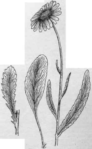 Chrysanthemum maximum. ( X 1/3)
