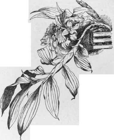 Chysis bractescens. ( X 1/5)