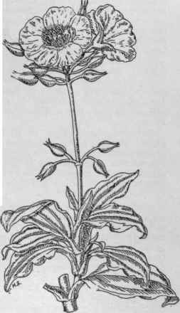 Cistus laurifolius. (X 1/5)